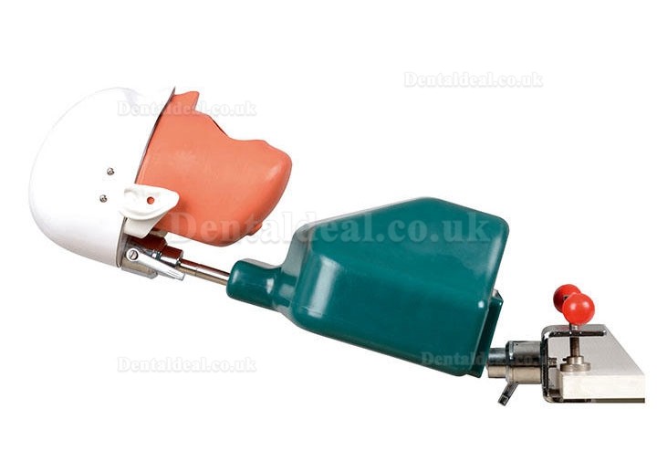 Jingle JG-C1 Dental Surgery Practice Model Head Clamp Type Simulation Phantom Head